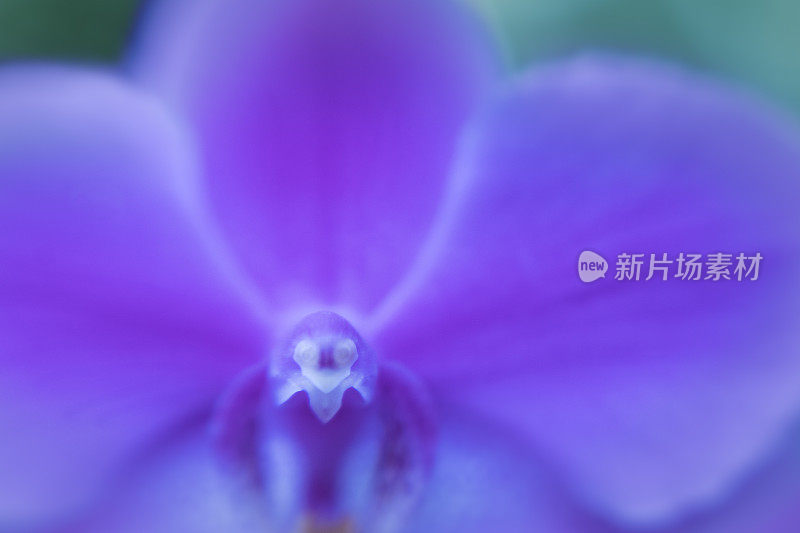 Center of purple orchid